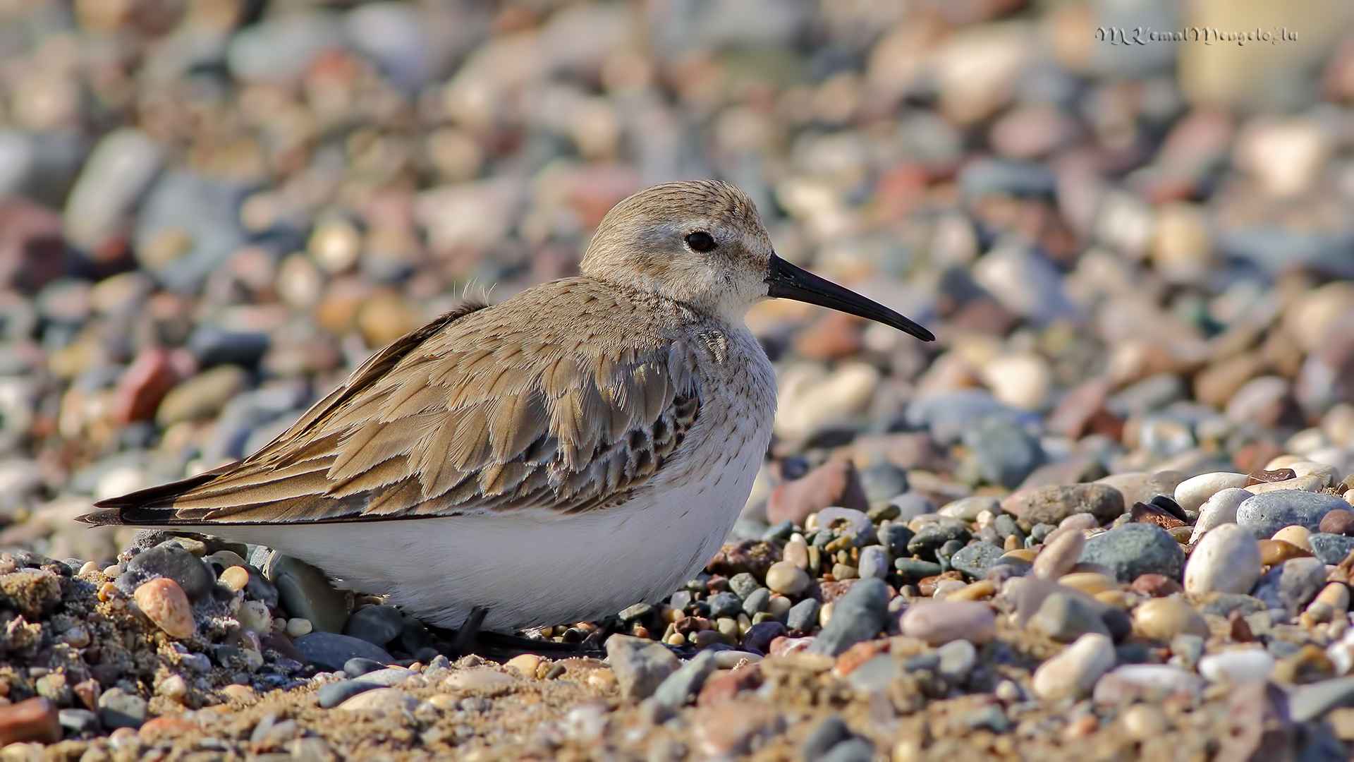 Dunlin